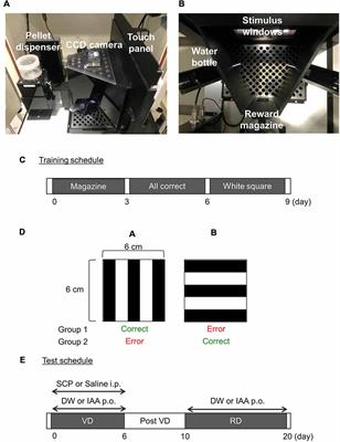 Hop-Derived Iso-α-Acids in Beer Improve Visual Discrimination and Reversal Learning in Mice as Assessed by a Touch Panel Operant System